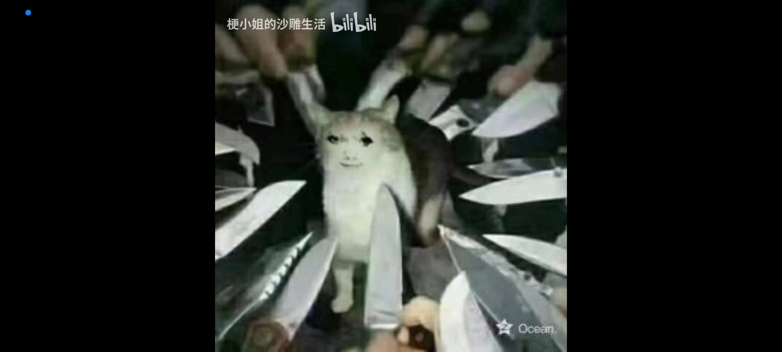 a cat being pointed with knives - from Chinese internet